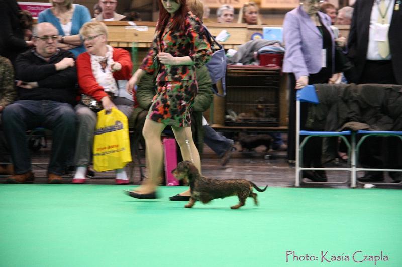 Crufts2011_2 1141.jpg